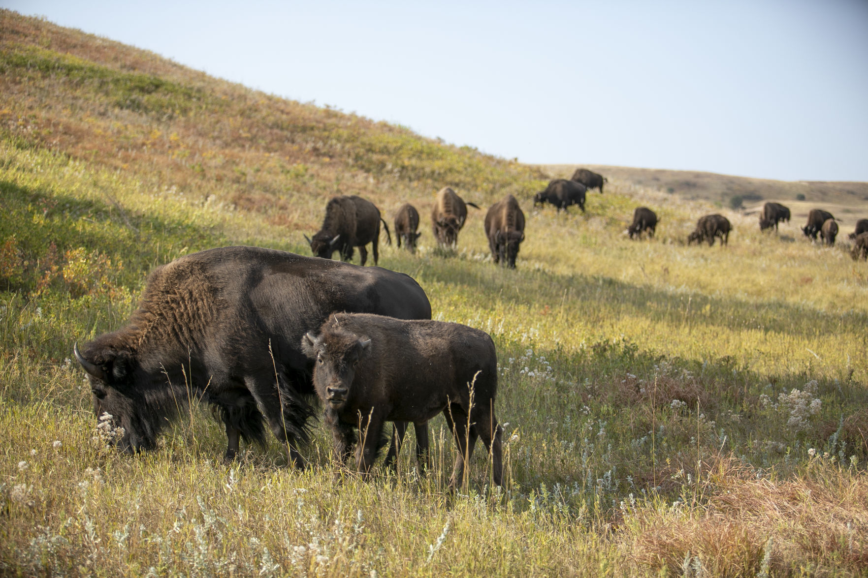 Buffalo Roundup Preview